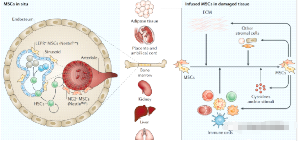 干细胞干预前列腺炎，得益于这3大特性