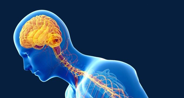 神经干细胞全解析：特点、分布、分化机制及应用