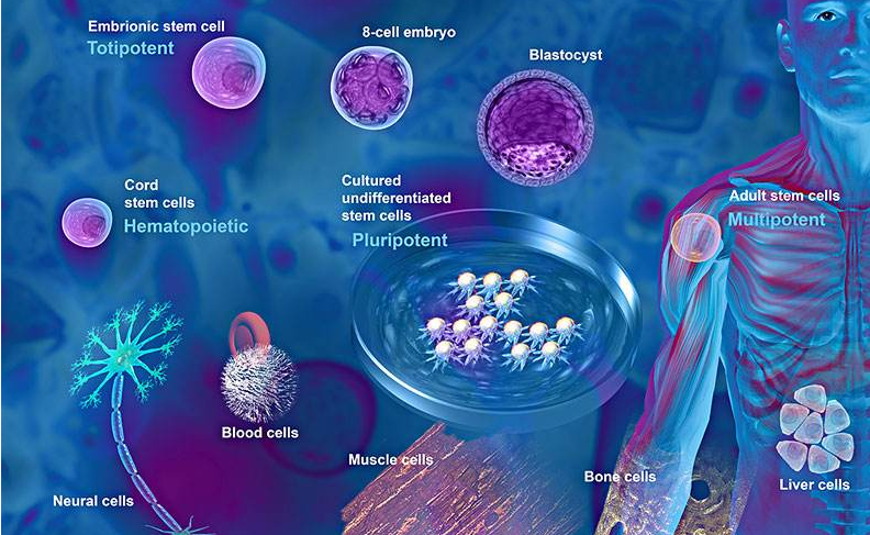 神经干细胞全解析：特点、分布、分化机制及应用