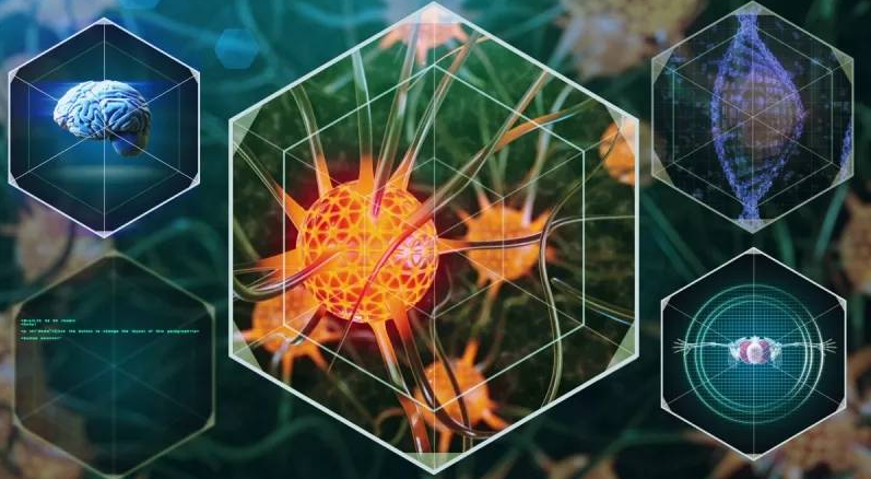 神经干细胞全解析：特点、分布、分化机制及应用