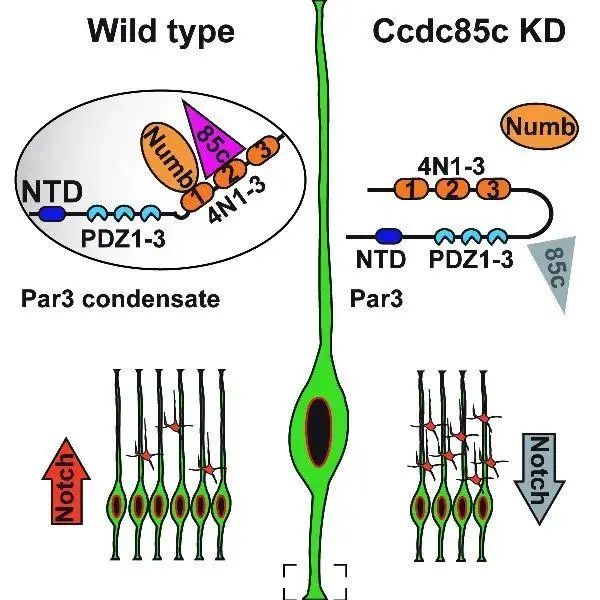Cell Reports：复旦团队揭示神经干细胞增殖分化调控新机制