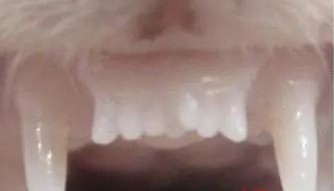 牙齿再生不是梦，世界首款牙齿再生药物临床试验，可促进牙齿第三次发育