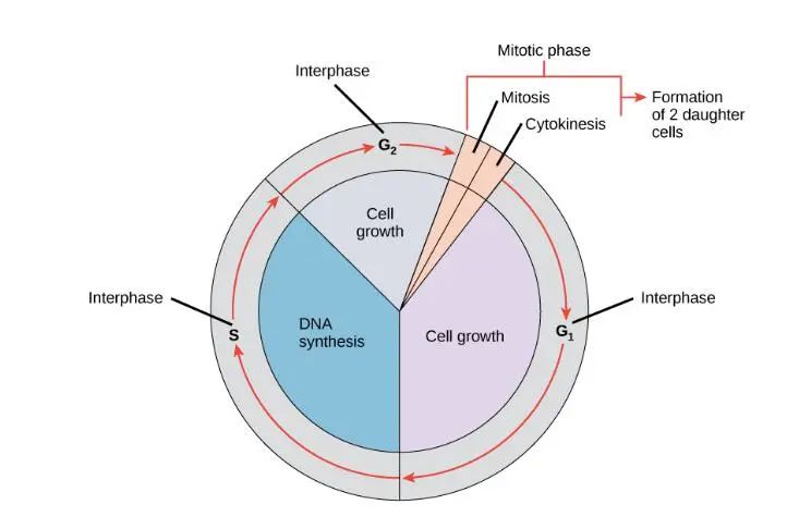 美国顶级机构宣布：研发出能杀死所有癌瘤而不伤害正常细胞的药物！