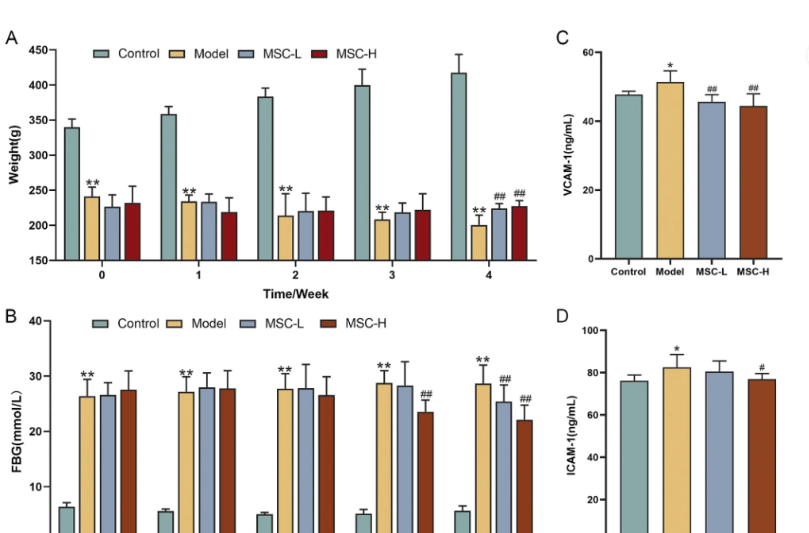 国际期刊：干细胞不仅可以降血糖，还能保护血管内皮，抵抗糖尿病并发症