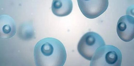 体内干细胞的流失，才是身体衰老的最关键因素