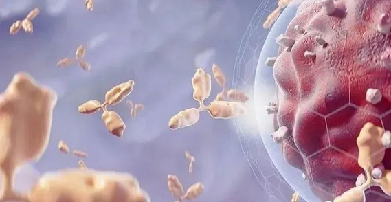 免疫细胞也会精疲力尽，及时补充细胞才是解决之道