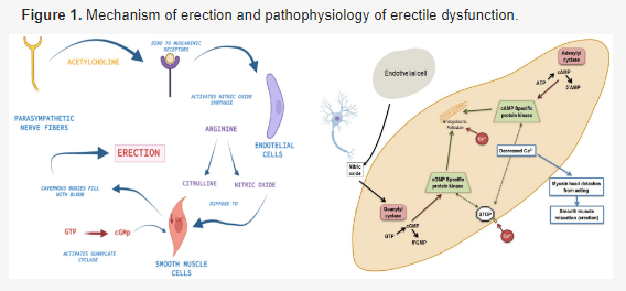 国际期刊《Life -Basel》干细胞疗法治疗勃起功能障碍的研究