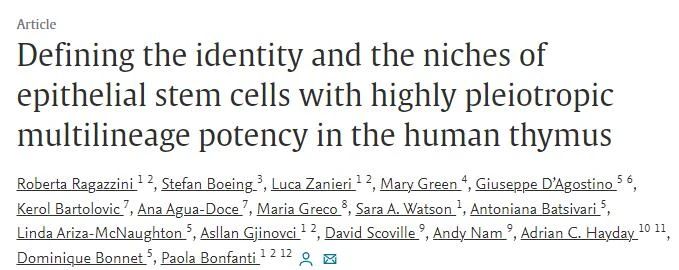 科学家首次在胸腺中发现干细胞，或有助改善免疫功能