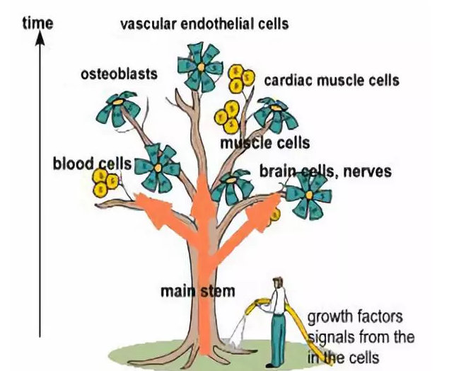 干细胞知识汇总讲解