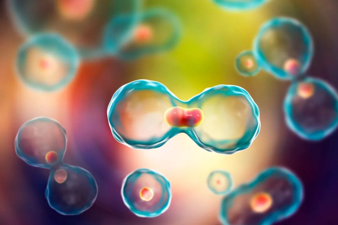 干细胞知识汇总讲解