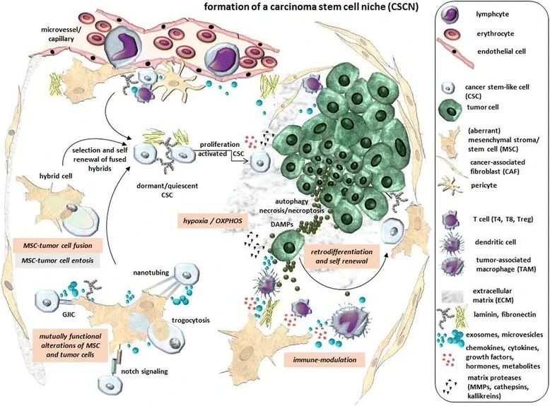 干细胞知识汇总讲解