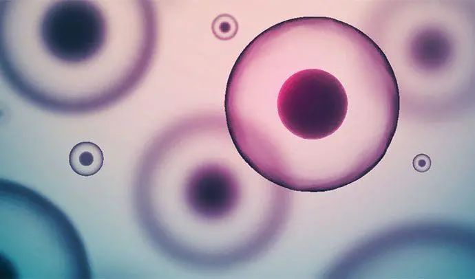 干细胞知识汇总讲解