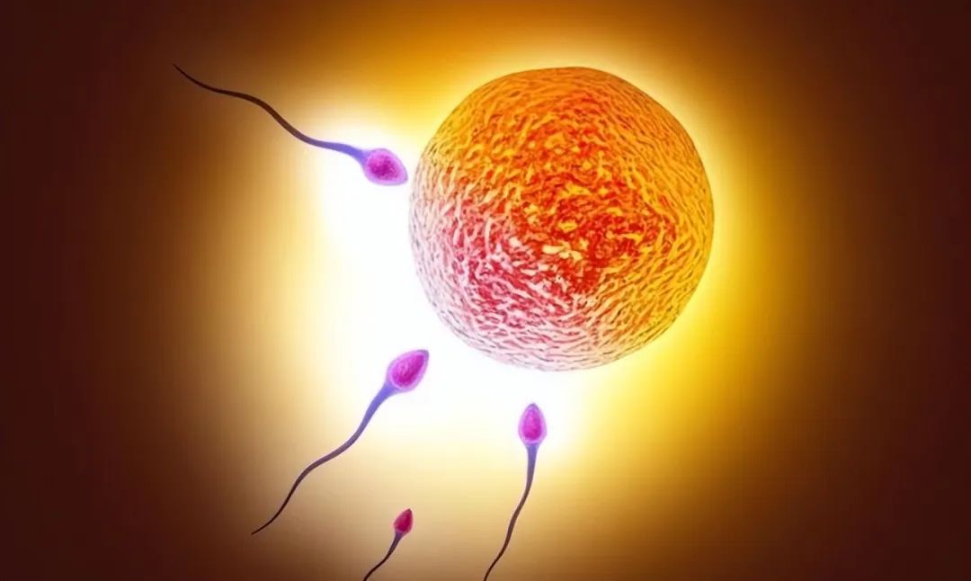科学家拍到：人类卵子和精子结合那一刻，会爆发出一阵耀眼的光芒