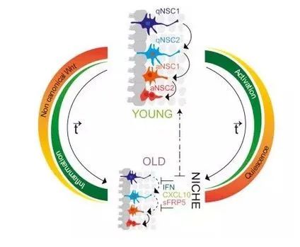 国际期刊《Cell》激活休眠中的神经干细胞，或可启动衰老大脑的神经修复
