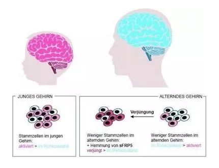 国际期刊《Cell》激活休眠中的神经干细胞，或可启动衰老大脑的神经修复