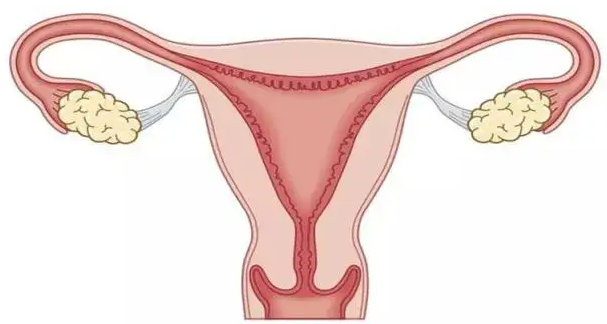 干细胞对女性健康有哪些重要的作用？