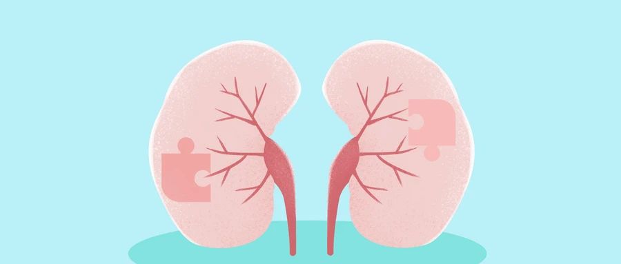 中国科学家首次在猪体内培育出人源中期肾脏，有望解决供体器官短缺的难题