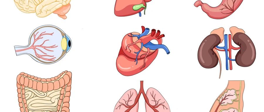 中国科学家首次在猪体内培育出人源中期肾脏，有望解决供体器官短缺的难题