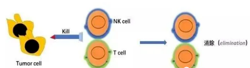 想用免疫治疗又不懂作用原理？先来看看肿瘤与免疫系统的故事！