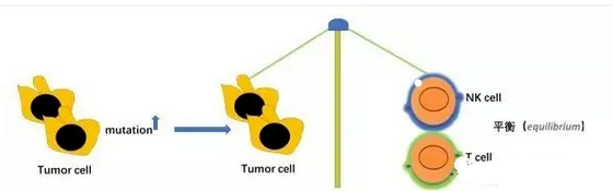 想用免疫治疗又不懂作用原理？先来看看肿瘤与免疫系统的故事！