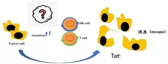 想用免疫治疗又不懂作用原理？先来看看肿瘤与免疫系统的故事！