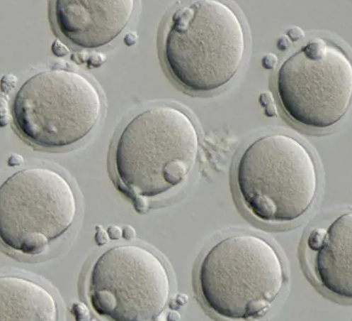 用iPS细胞制成的“心肌球”实施移植有望治疗心衰疾病