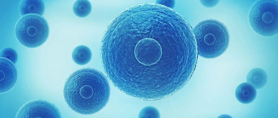 用iPS细胞制成的“心肌球”实施移植有望治疗心衰疾病