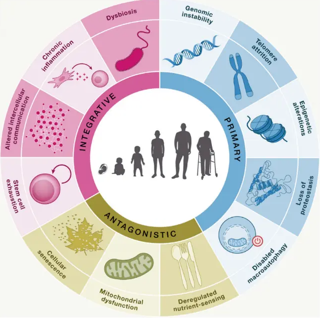 Cell期刊：十二个衰老标志揭秘机体衰老过程