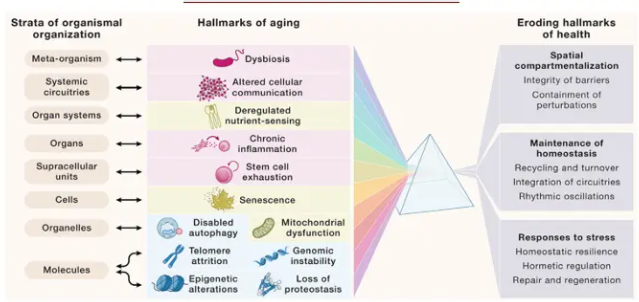 Cell期刊：十二个衰老标志揭秘机体衰老过程