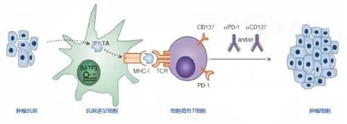 DC疫苗杀出重围，为癌症患者照亮生命之光！