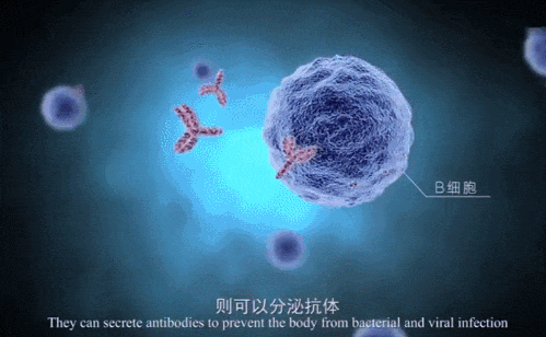 免疫细胞与衰老、疾病都有什么联系呢？