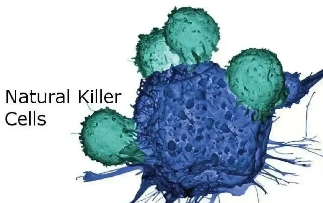 免疫细胞与衰老、疾病都有什么联系呢？