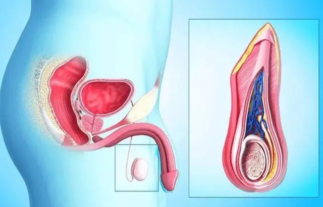 干细胞治疗有望减缓男性生殖系统衰老