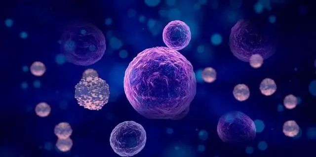 干细胞治疗有望减缓男性生殖系统衰老