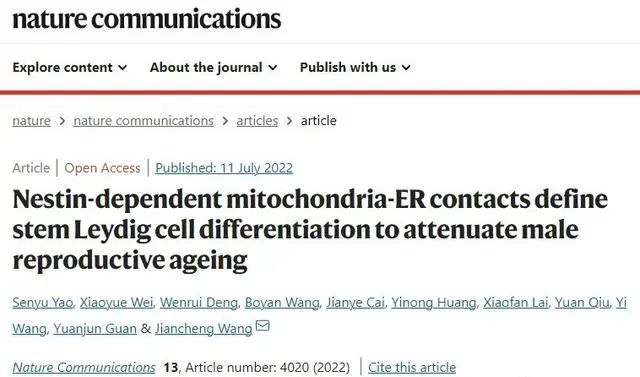 干细胞治疗有望减缓男性生殖系统衰老