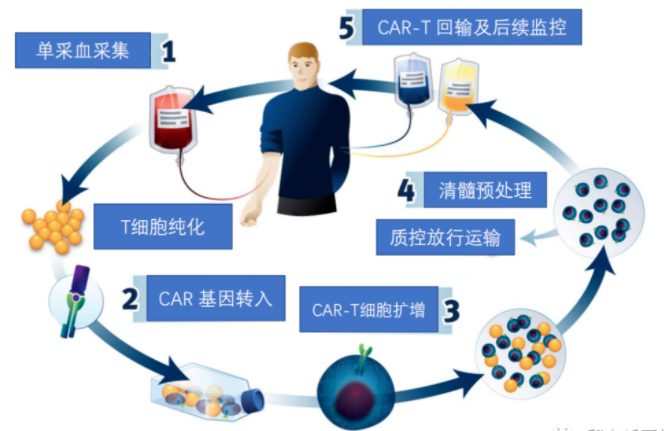 CAR-T细胞疗法在多种肿瘤治疗中的惊艳表现