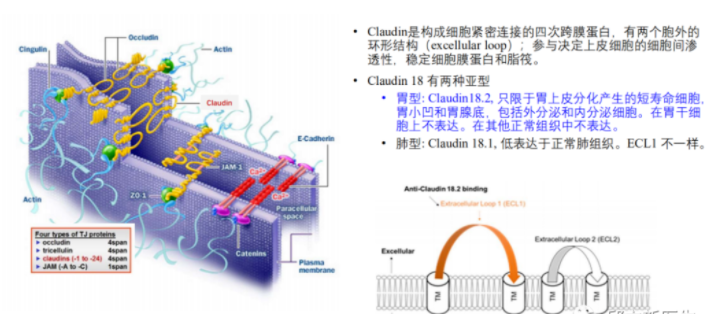 CAR-T细胞疗法在多种肿瘤治疗中的惊艳表现