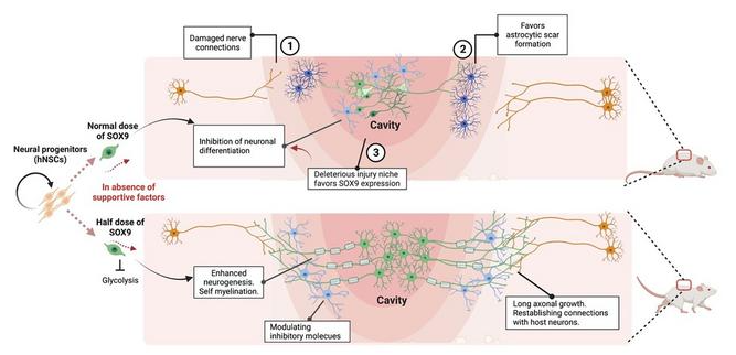 人类神经干细胞NSC为脊髓损伤修复提供了“强大的治疗潜力”
