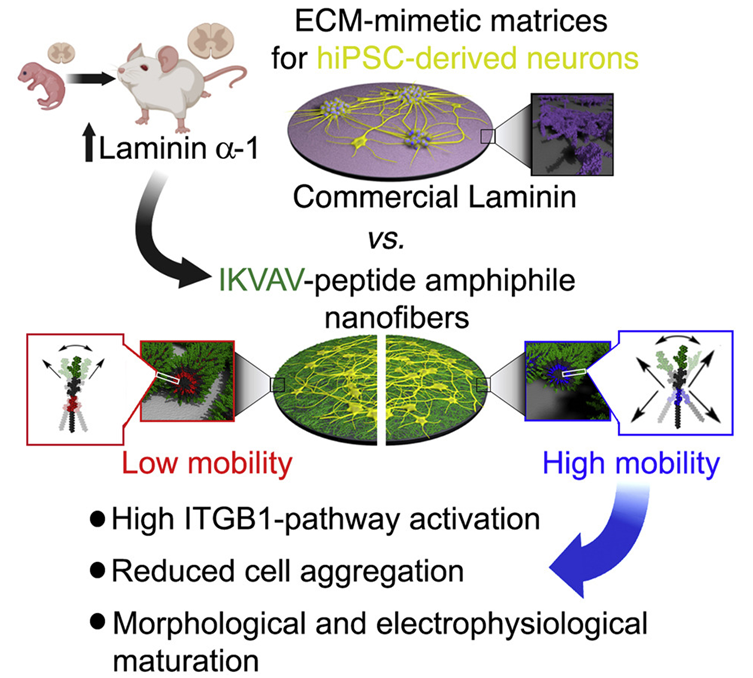 《Cell》：利用诱导性多能干细胞iPSC产生高度成熟的神经元，为脊髓损伤/神经退行性疾病提供了新的