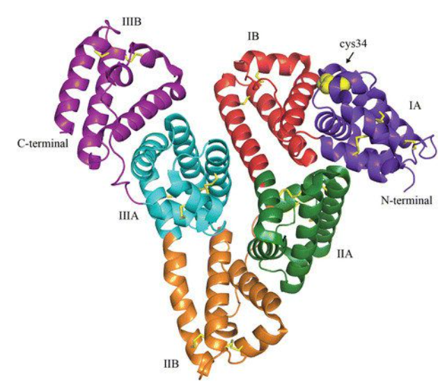 什么是人血清白蛋白及其四大应用