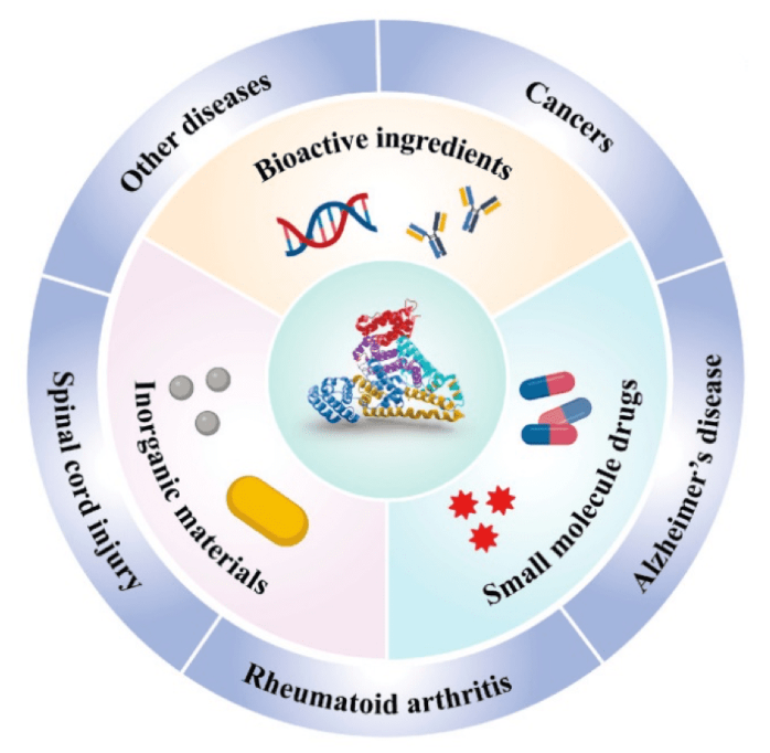 什么是人血清白蛋白及其四大应用