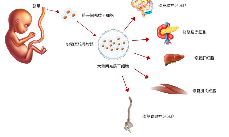 不同来源的间充质干细胞（MSC）之间的比较！