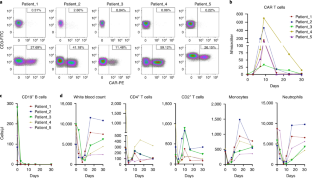 CAR-T细胞疗法治疗系统性红斑狼疮，让其不再是不可治愈的疾病！