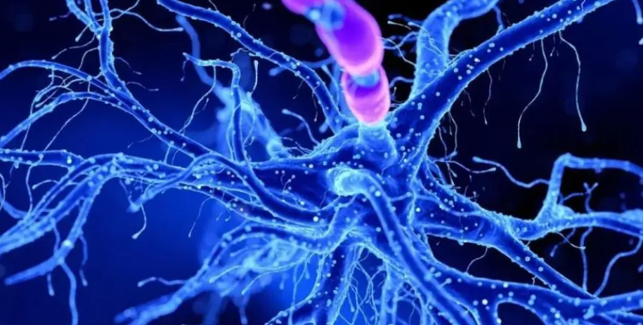 神经干细胞(NSC)将成为神经退行性疾病治疗的有效方法