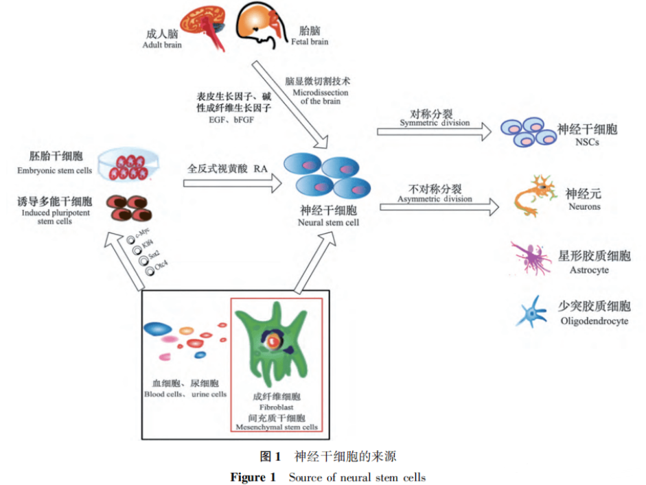 通过鼻腔内神经干细胞（NSC）移植治疗脑瘫的一项研究报告