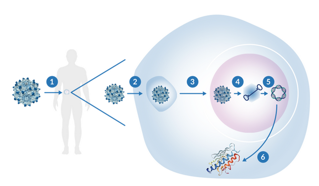 什么是基因疗法？目前FDA批准的基因疗法列表