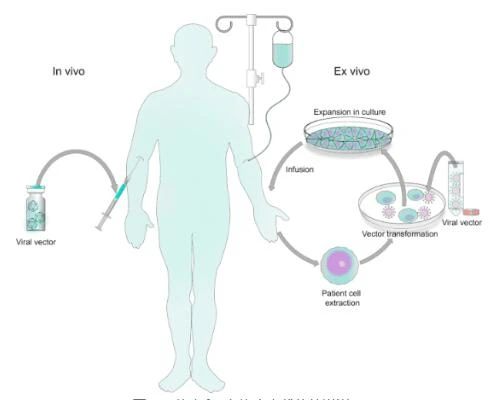 什么是基因疗法？目前FDA批准的基因疗法列表