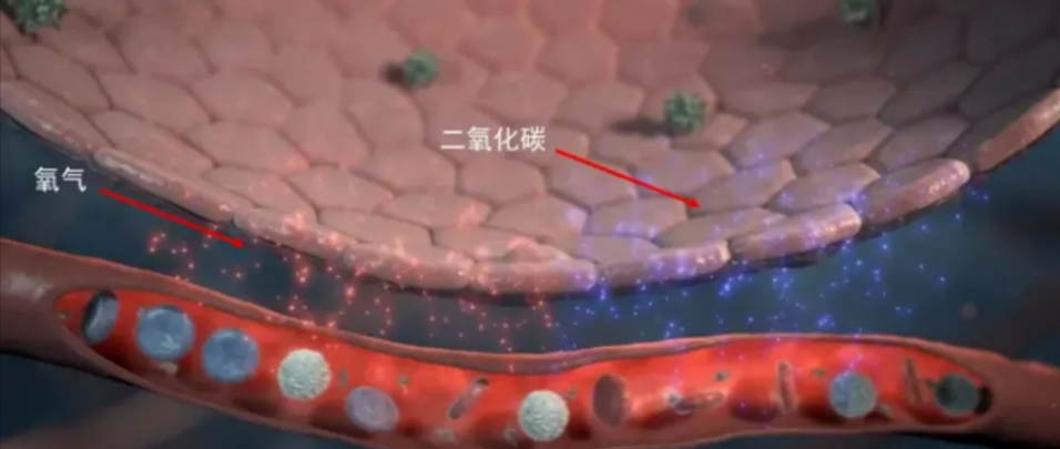 关于干细胞治疗肺纤维化的5个临床研究案例