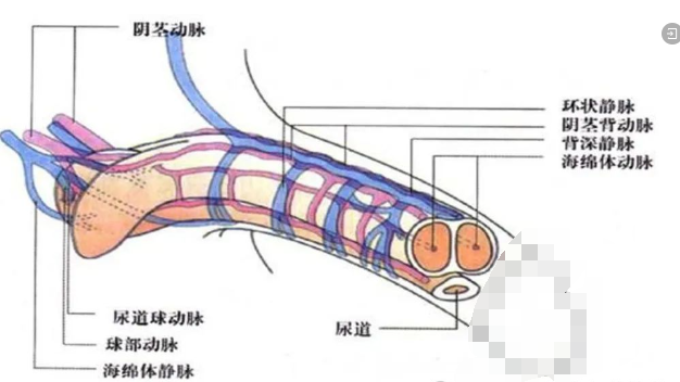 关于干细胞治疗勃起障碍（ED）的相关研究论文及案例