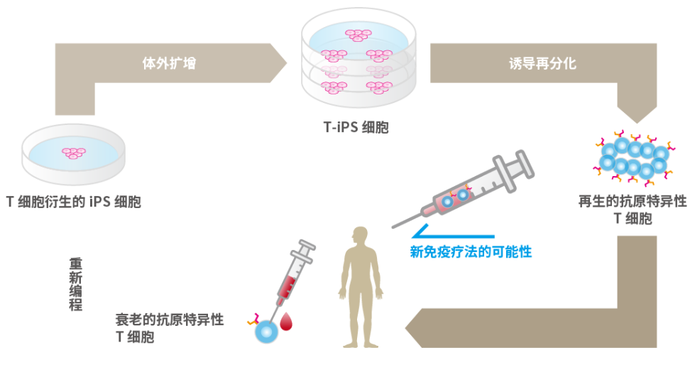北联干细胞：“我想通过iPS细胞，为所有人提供全新的医疗服务”